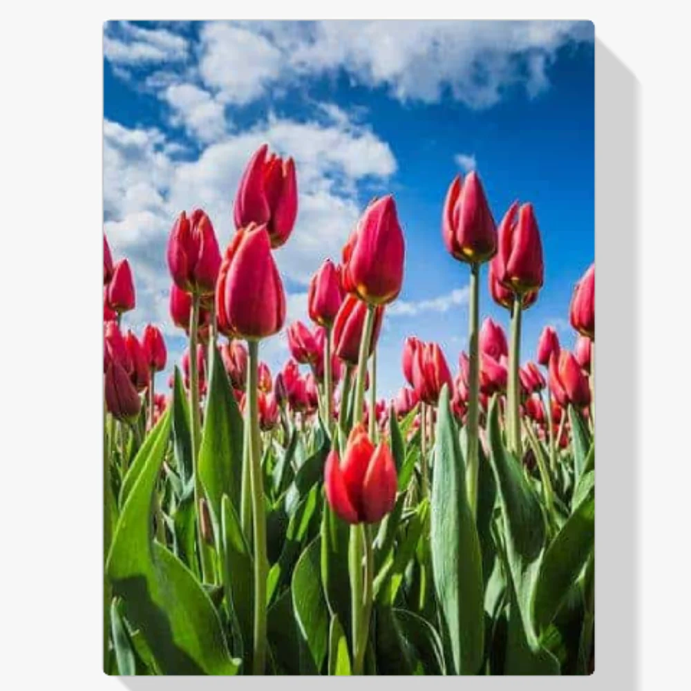 Pintura Diamante - Tulipanes rojos