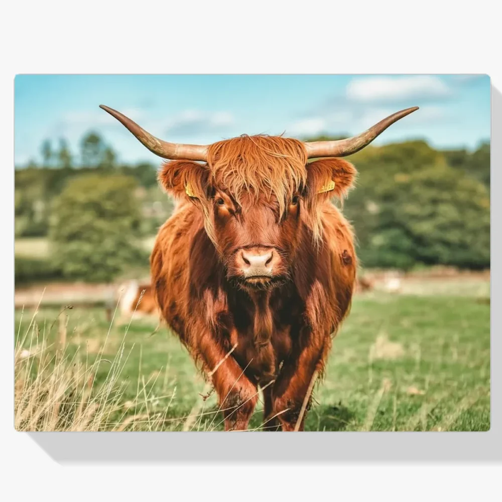 Pintura Diamante - Montañés escocés