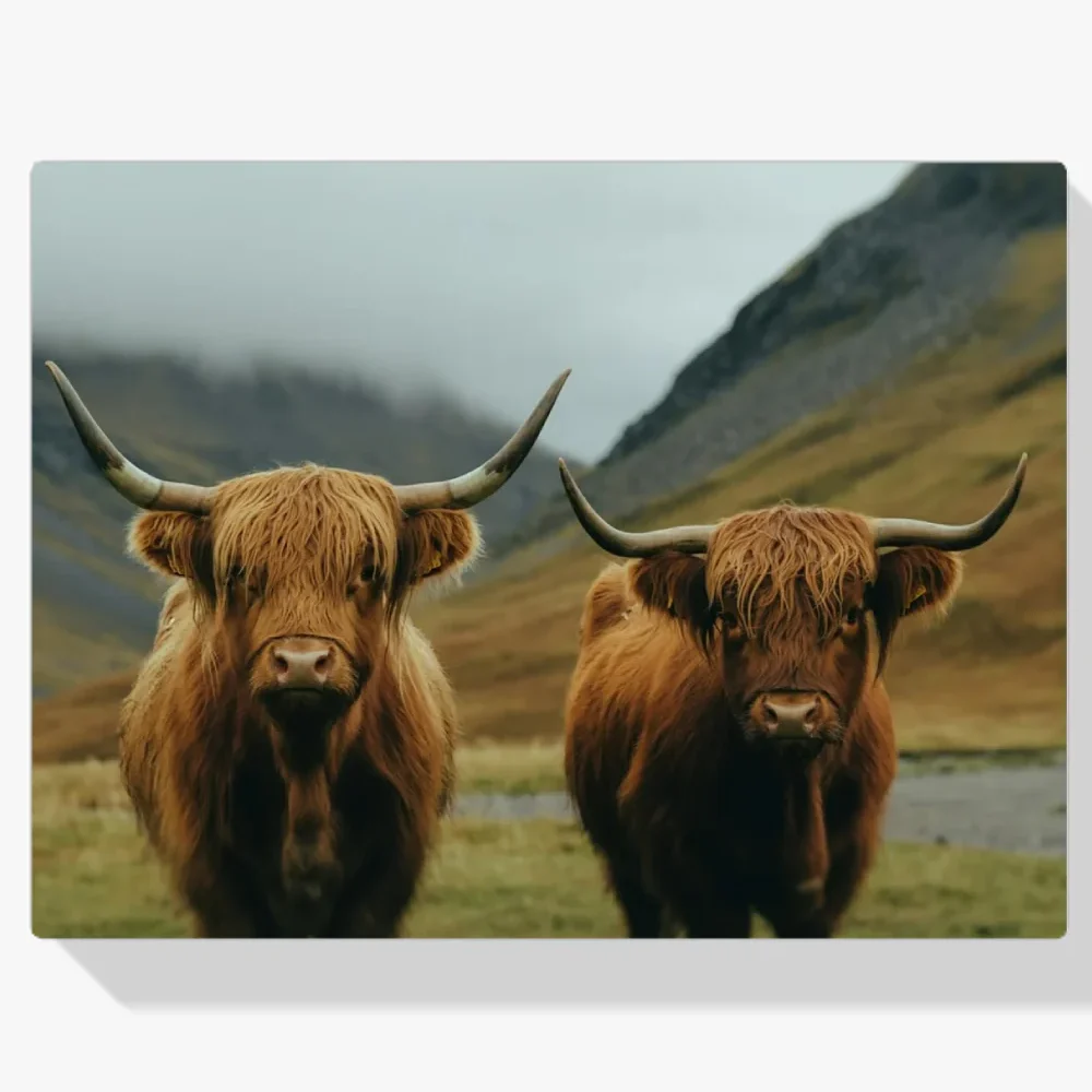 Pintura Diamante - Montañés escocés