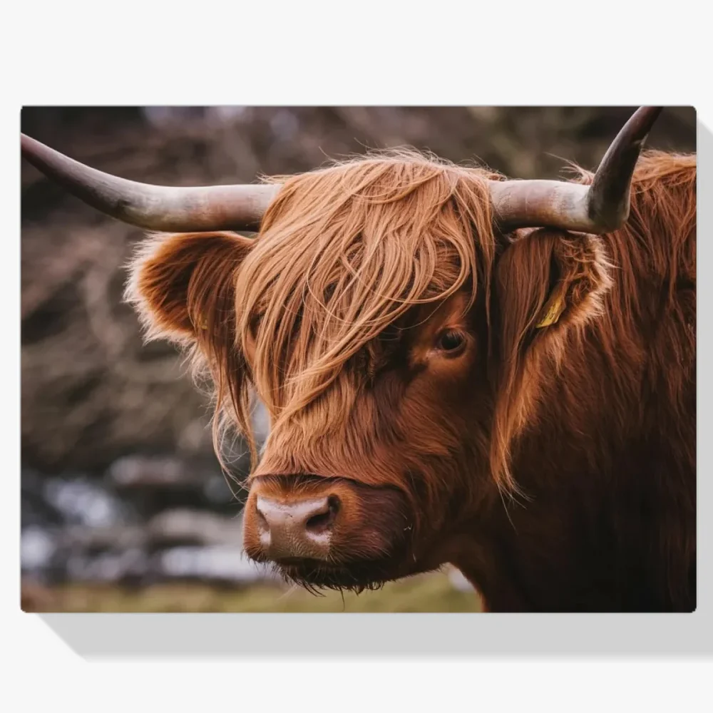 Pintura Diamante - Montañés escocés